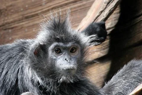 Gray Monkey Stock Photos