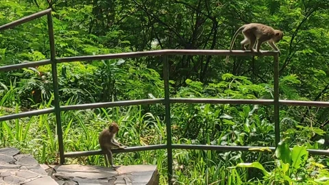 Gray Monkey Playing Around the Guardrail 库存影片 277616003