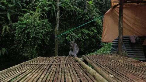 A gray monkey relaxing Stock Footage 235488348