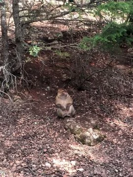 Gray Monkey Sitting on the Ground Amidst Nature Serenity Stock Photos
