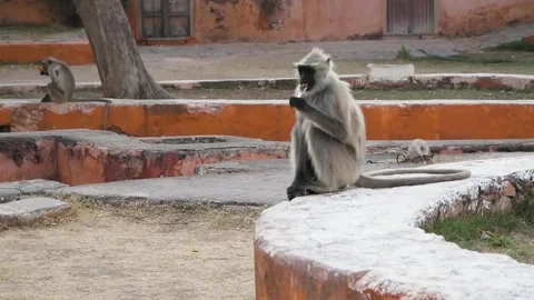 Gray monkeys with black muzzle eating ice cream while sitting in Jaigarh Fort Stock-Footage 140028581
