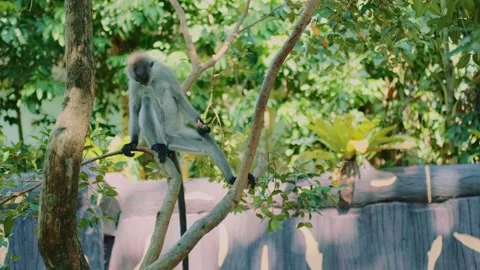 Gray monkeys sitting and jumping on branches in zoo enclosure daytime Stock Footage 339793420