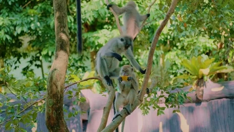 Gray monkeys sitting and jumping on tree branches in zoo daytime Video stock 339793438