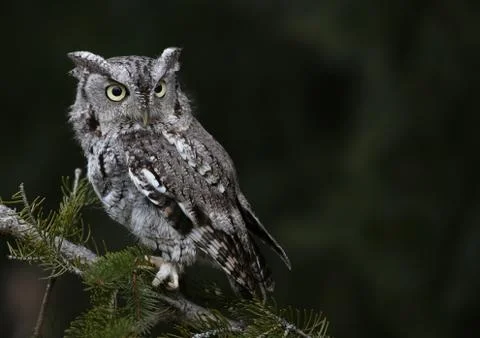 Gray Morph Eastern Screech Owl Stock Photos