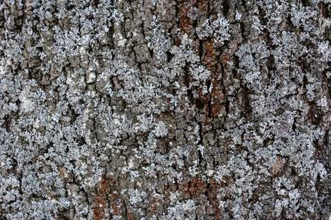 Gray moss on the crust of a tree, texture, background Fotos de archivo