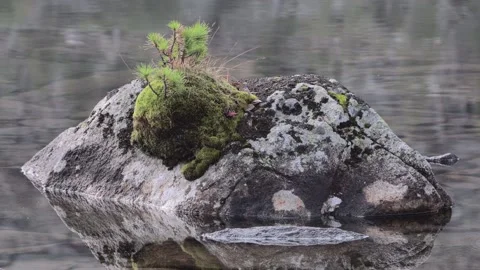 Gray mossy rock with small tree in middle of lake Stock Footage 145889571