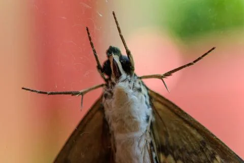 Gray moth close-up through the window glass. Stock Photos