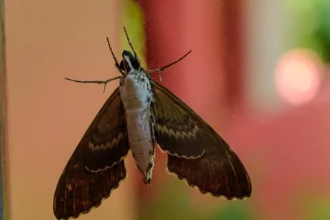 Gray moth close-up through the window glass. Foto stock