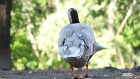 Gray mountain goose, bird walks on the ground Stock-Footage 337362669