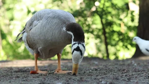 Gray mountain goose with characteristic black stripes on its head Video stock 337362628