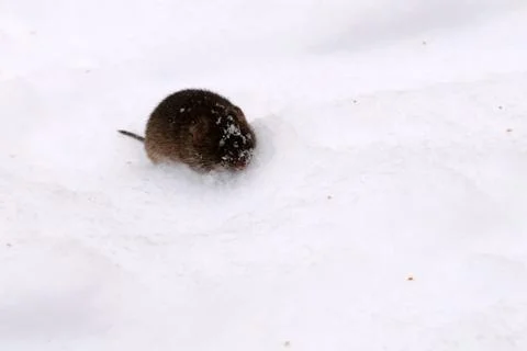 Gray mouse on  background of snow in winter, rodents in natural habitat. Fotos de archivo