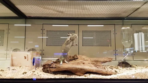 Gray mouse in cage Vidéo 82361602