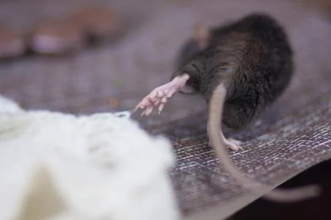 Gray mouse. dark rat. Mouse steals. the rat runs away. Rat ass. Stock Photos