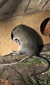 A gray mouse got caught in a mousetrap. Stock Photos
