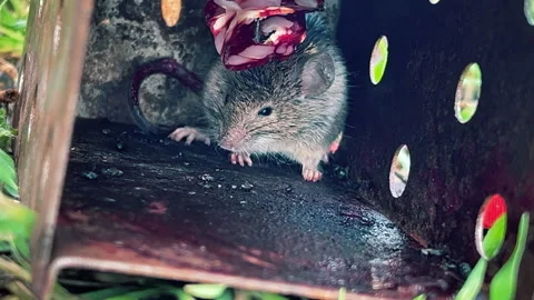 A gray mouse got into a humane mousetrap Stock Footage 273302410