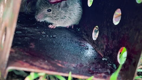 A gray mouse got into a humane mousetrap Video stock 273498147