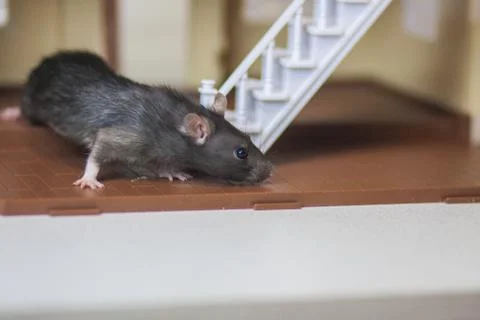 Gray mouse. Gray rat Mouse in the house. Unexpected guest. Stock Photos