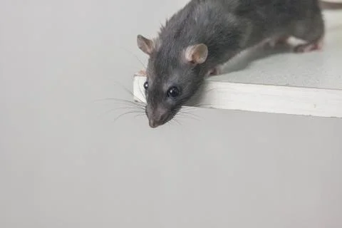 Gray mouse. Grey rat. Look down. Lovely animals. Beautiful beast. Stock Photos