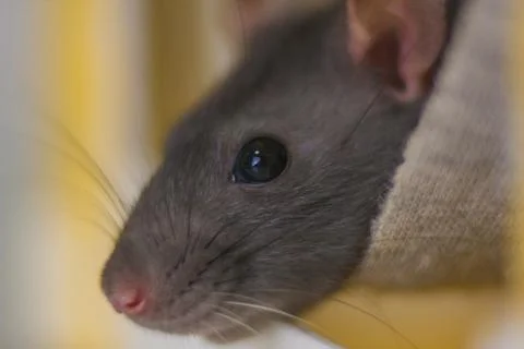 Gray mouse. Grey rat. Look down. Lovely animals. Beautiful beast. Stock Photos