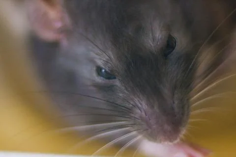 Gray mouse. Grey rat. Look down. Lovely animals. Beautiful beast. Stock-Fotos