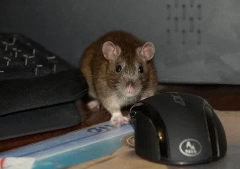 The gray mouse hides for a computer mouse and keyboard Stock Photos