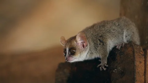 Gray Mouse Lemur 動画素材 102819793