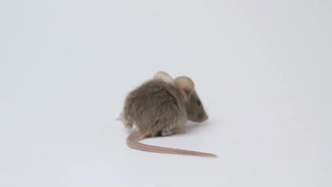 Gray mouse over white background Stock Footage 92472376