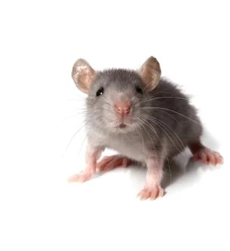 Gray mouse Stock Photos