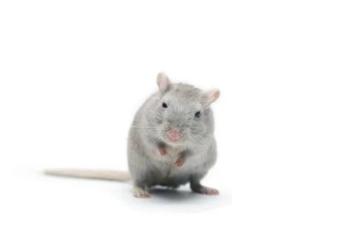 Gray mouse Foto stock