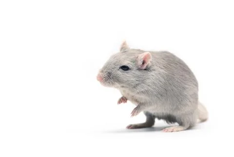 Gray mouse Stock Photos
