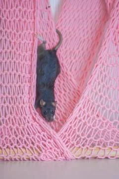 Gray mouse on pink background. The rat got caught in the net. Stock Photos