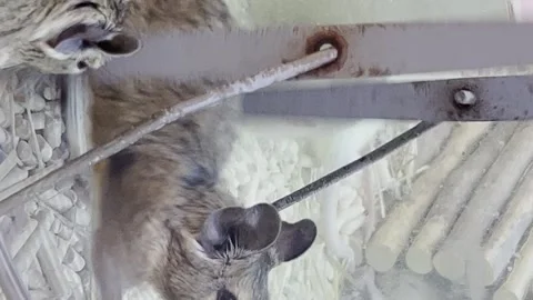 A gray mouse runs in a running wheel in a cage, slow motion. Vertical video Stock-Footage 250126784