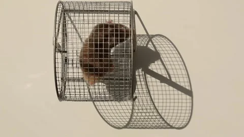 A gray mouse walks on a metal wheel. Stock Footage 310178833