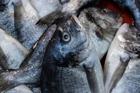 Gray mullet closeup from fish monger Stock Photos