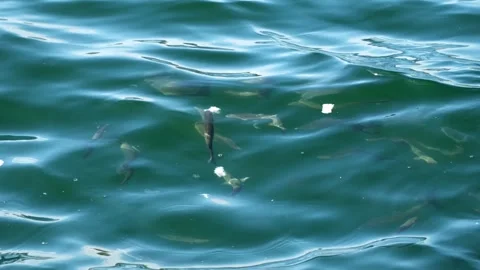Gray mullets are eating bread parts on sea surface Stock Footage 346179021