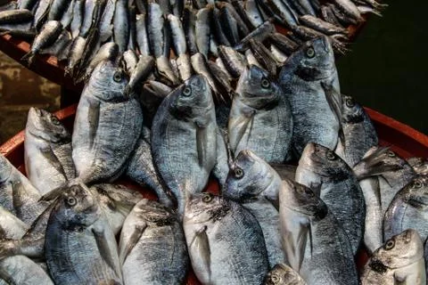 Gray mullets on red tray at fish monger Stock Photos