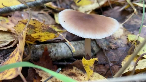 Gray mushroom Stock Footage 233083467