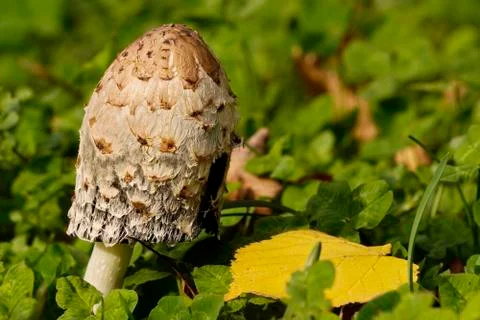 Gray mushroom toadstool on a background of green grass on a Sunny autumn day. Stock Photos