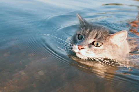 Gray mustache cat floating on the river Stock Photos