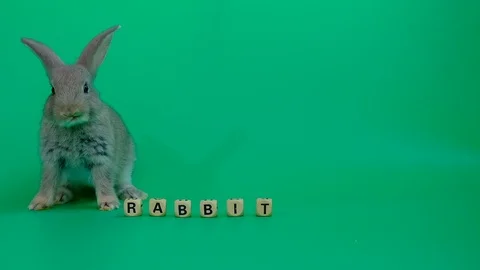 Gray naughty rabbit many action with wood letter toys on green screen background Stock Footage 107476287