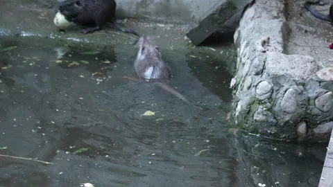 Gray nutria or river beaver (rat), muskrat swims in an artificial pond. Stock Footage 246084184