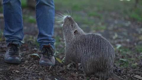 Gray nutria in the wild Stock Footage 257617245