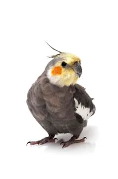 Gray nymph 写真素材