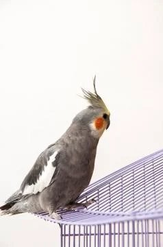 Gray nymph 写真素材