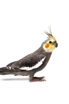 Gray nymph Stock Photos