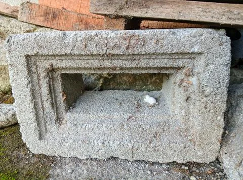 Gray old cement bricks with lizard eggs on them. Stock Photos