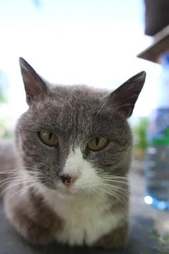 Gray old spotted yard cat looks into the frame Foto stock