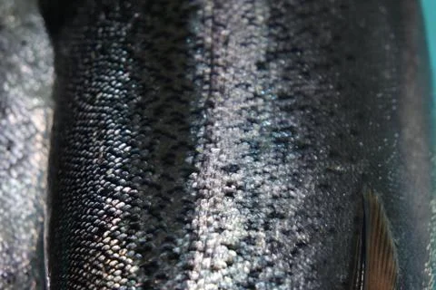 Gray or grey and silver texture of fish skin scales Stock Photos