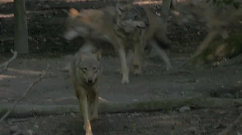 Gray or grey wolves (Canis lupus) walking in the forest. Video stock 55207065