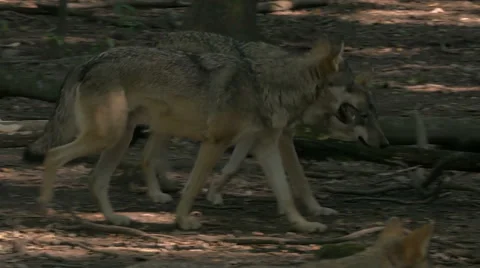 Gray or grey wolves (Canis lupus) walking in the forest. Stock Footage 55208874